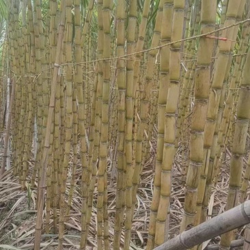《万人合作商》广西黄皮甘蔗大量上市中基地直发对接商超团购