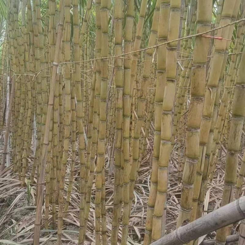 《万人合作商》广西黄皮甘蔗大量上市中基地直发对接商超团购