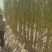 《万人合作商》广西黄皮甘蔗大量上市中基地直发对接商超团购