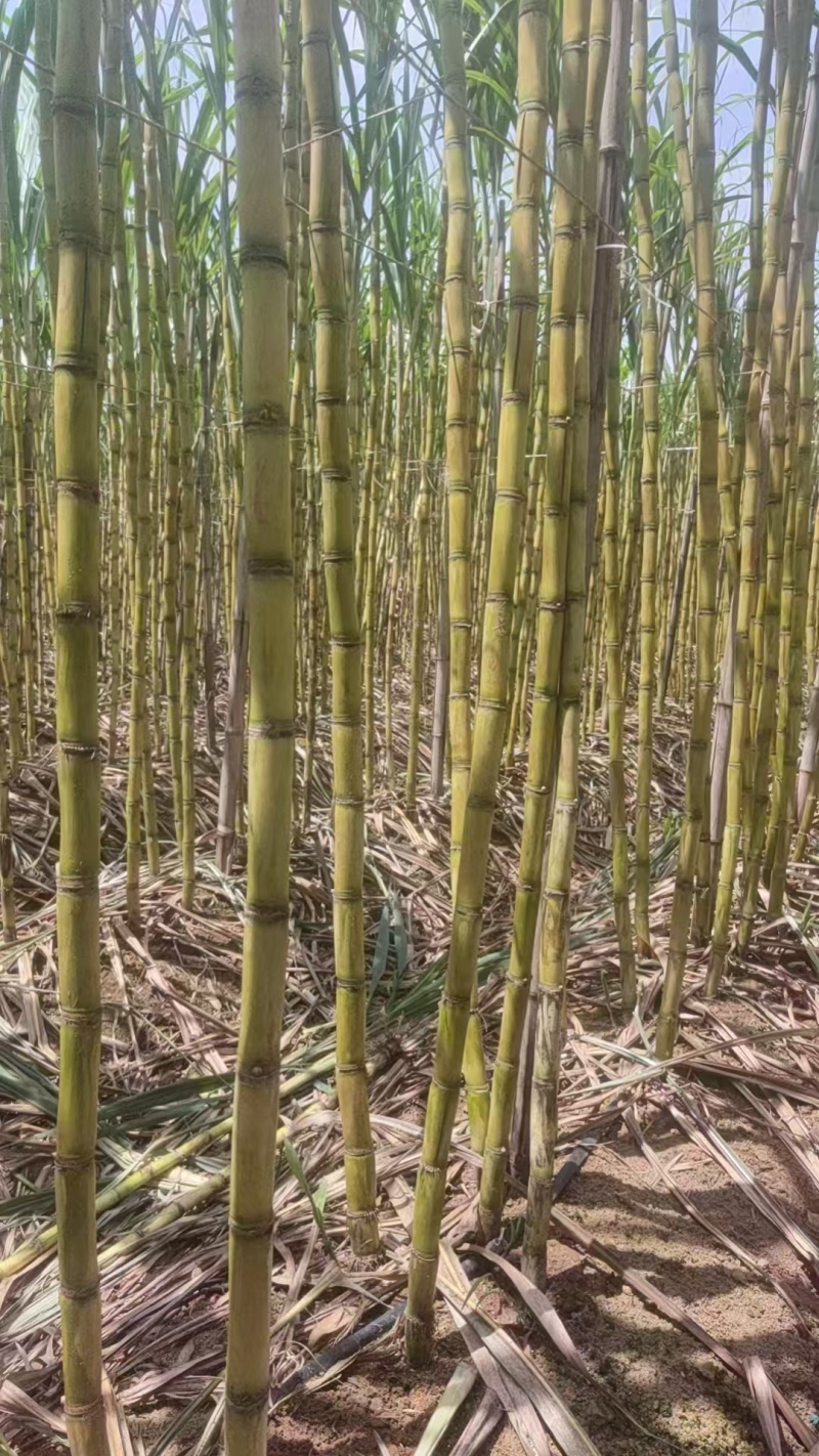 《万人合作商》广西黄皮甘蔗大量上市中基地直发对接商超团购