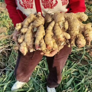 生姜产地库存青苗姜红芽鲜姜老姜价格行情