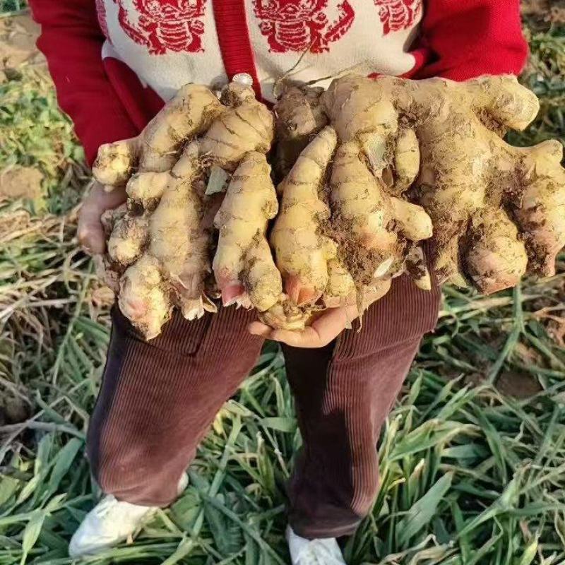 生姜产地库存青苗姜红芽鲜姜老姜价格行情