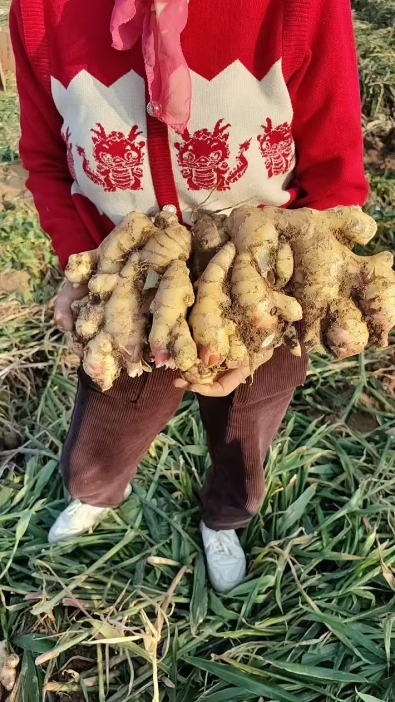 生姜产地库存青苗姜红芽鲜姜老姜价格行情
