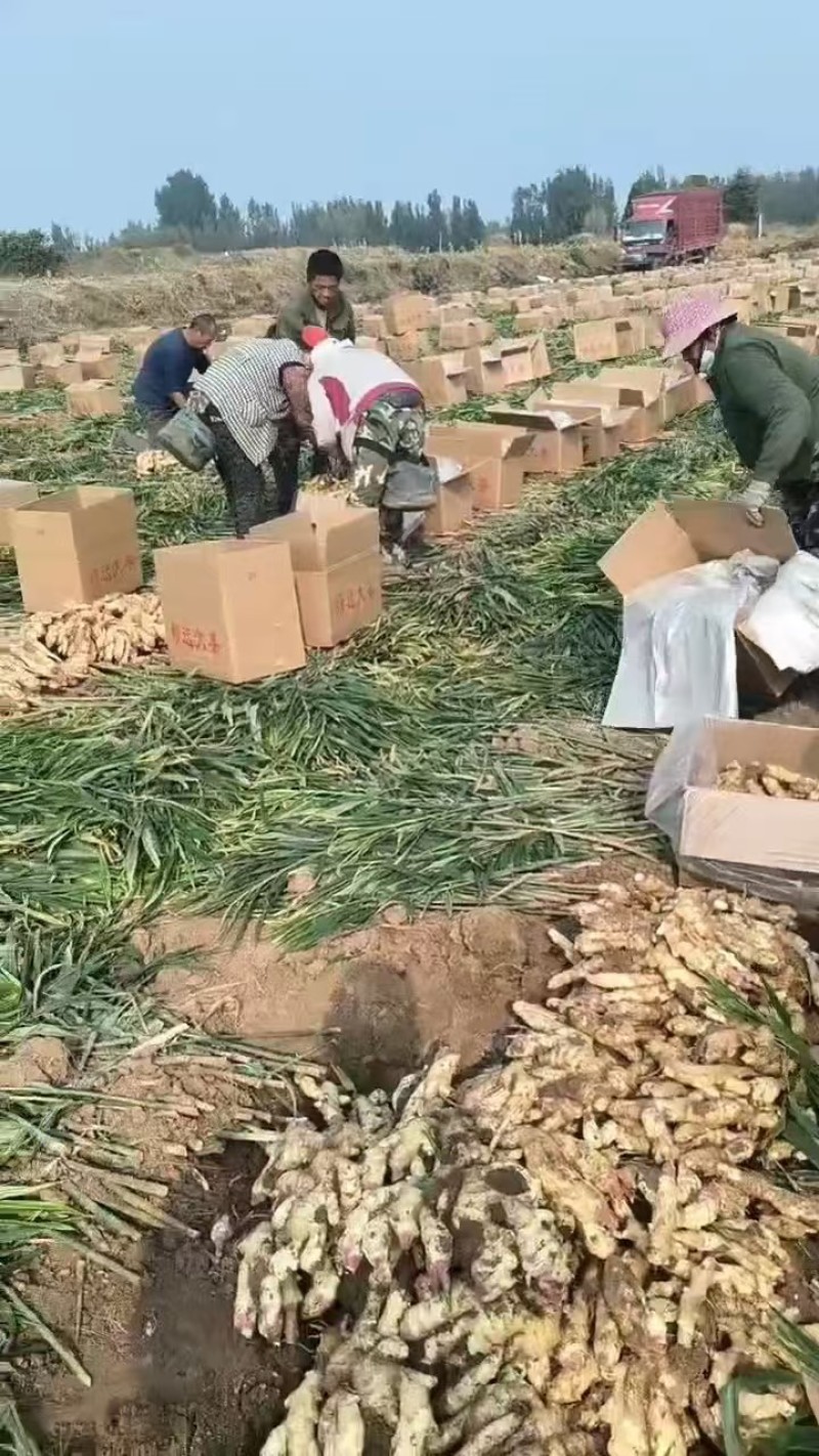 生姜产地库存青苗姜红芽鲜姜老姜价格行情