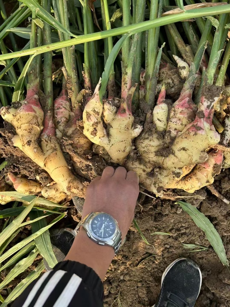 生姜产地库存青苗姜红芽鲜姜老姜价格行情