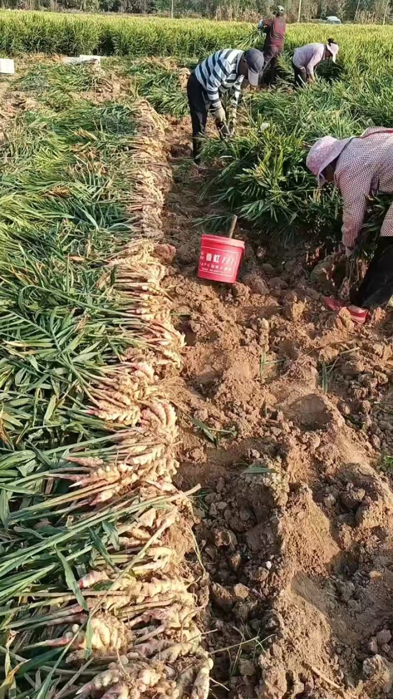生姜产地库存青苗姜红芽鲜姜老姜价格行情