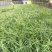 麦冬草