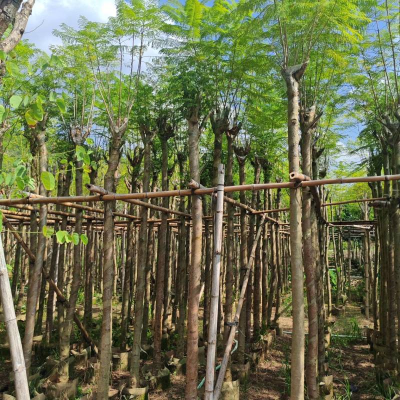 蓝花楹4-12公分袋苗大量供应
