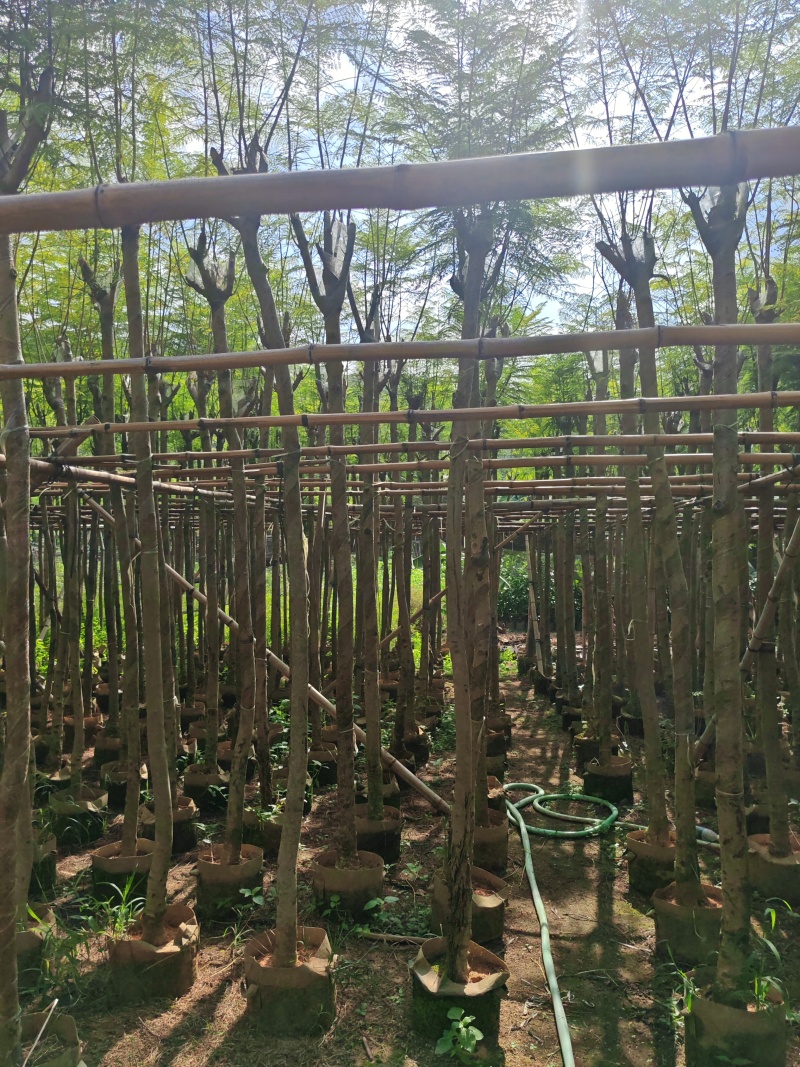 蓝花楹4-12公分袋苗大量供应
