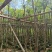 蓝花楹4-12公分袋苗大量供应