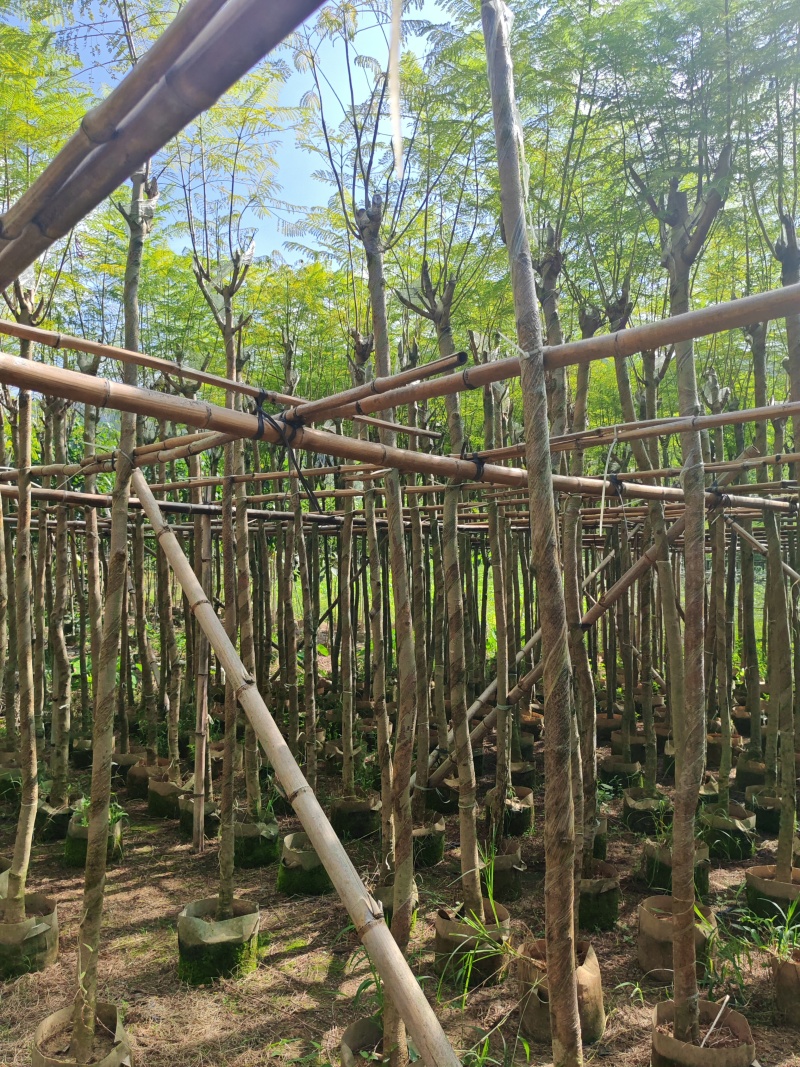 蓝花楹4-12公分袋苗大量供应