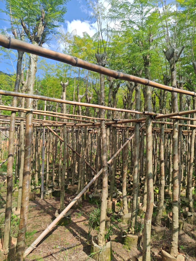 蓝花楹4-12公分袋苗大量供应