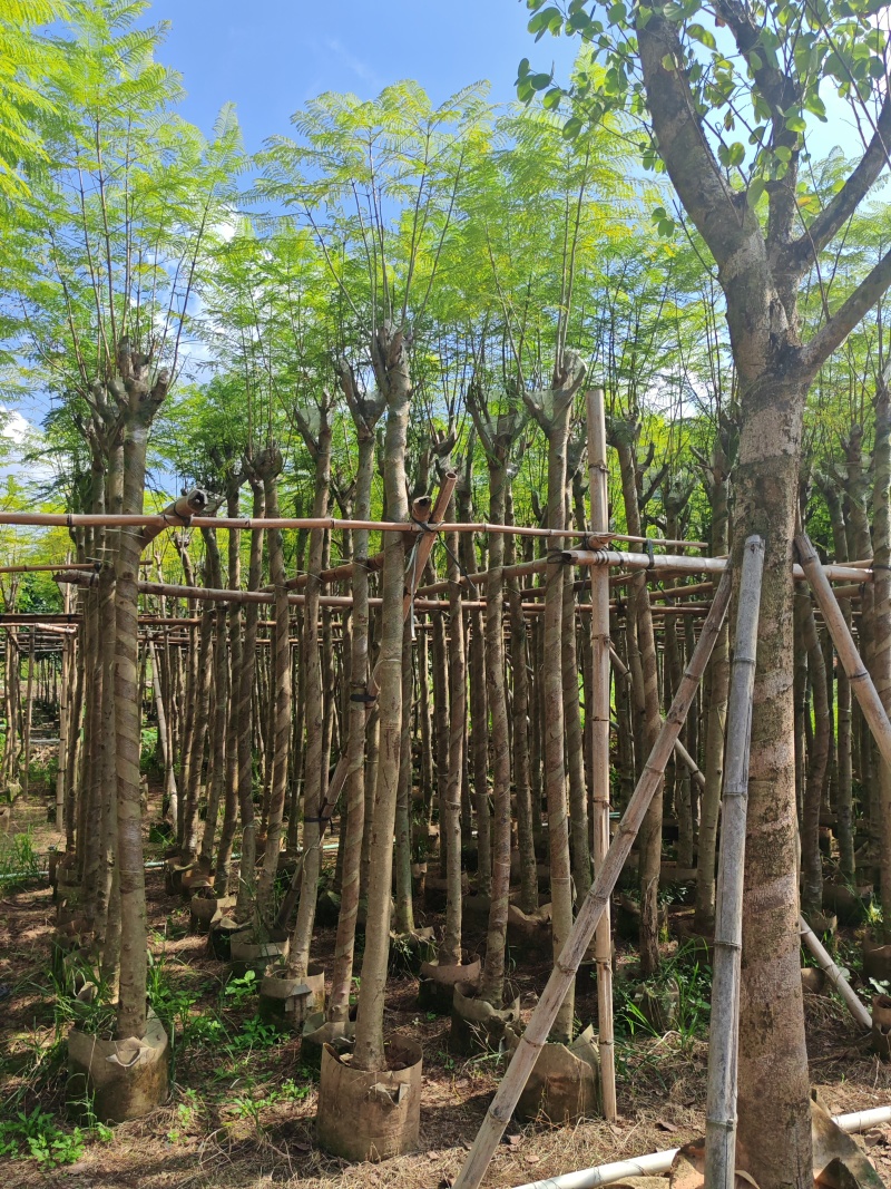 蓝花楹4-12公分袋苗大量供应