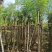 蓝花楹4-12公分袋苗大量供应