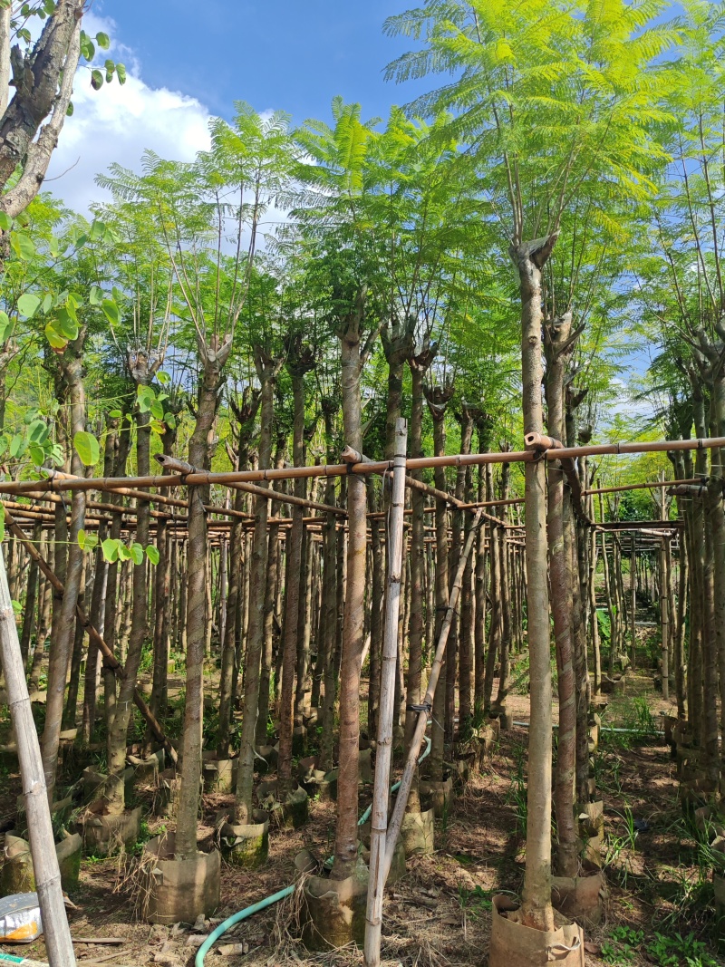 蓝花楹4-12公分袋苗大量供应