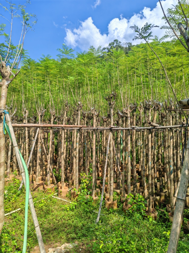 蓝花楹4-12公分袋苗大量供应