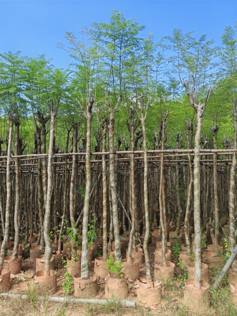 蓝花楹4-12公分袋苗大量供应