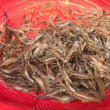 河虾