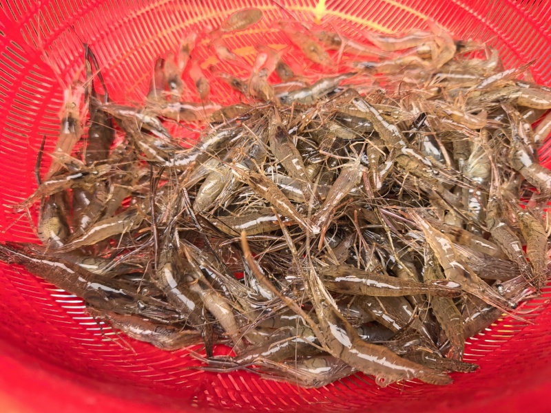 河虾