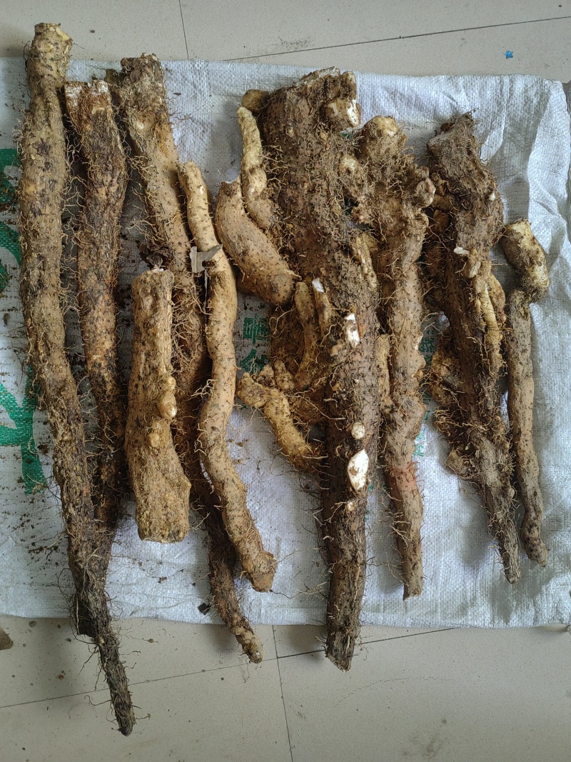 野生风铃山药新鲜的干的都有，有需要的欢迎来聊。