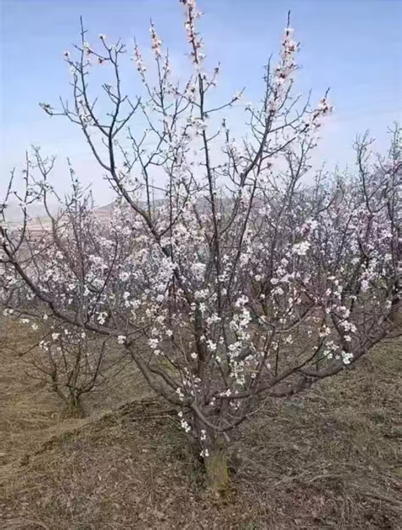 山杏