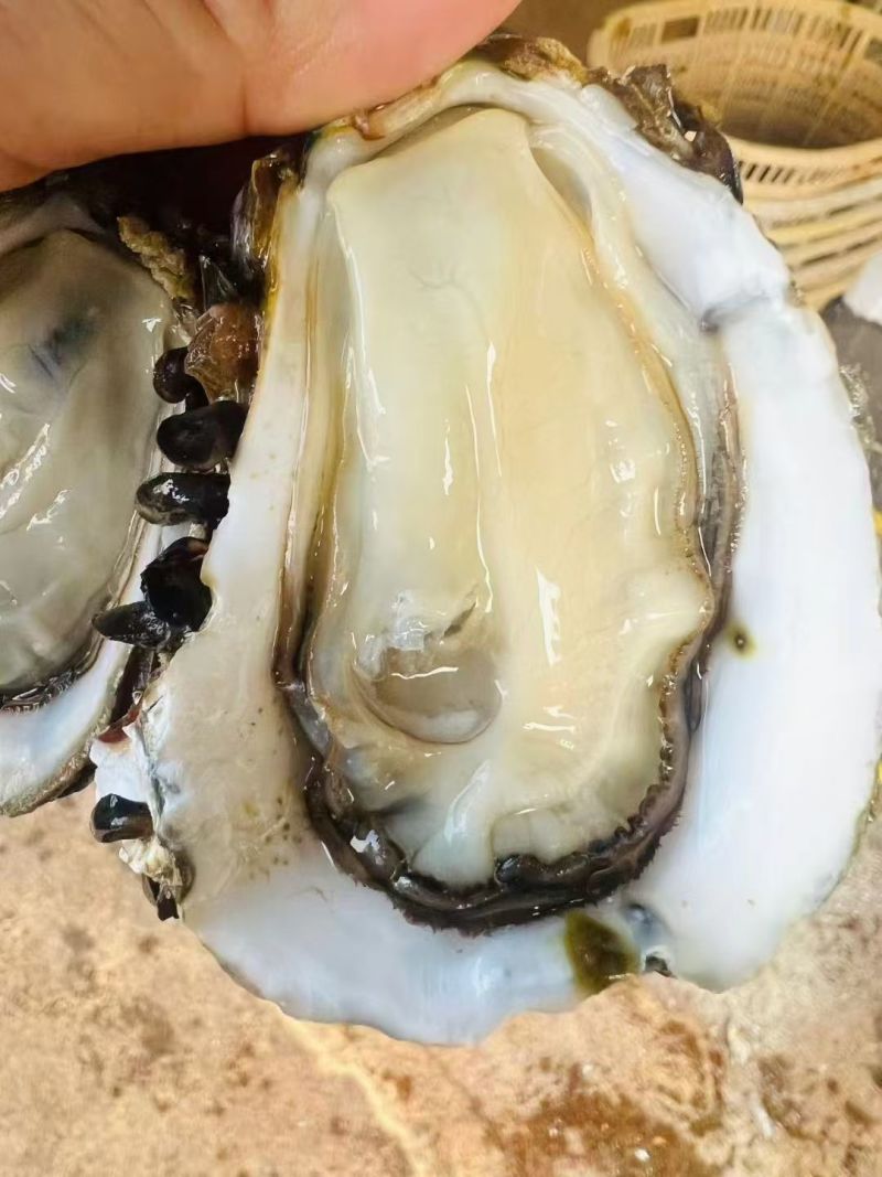台山白蚝生长在台山市的黄茅海海域，一件代发。