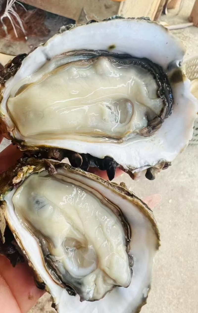 台山白蚝生长在台山市的黄茅海海域，一件代发。