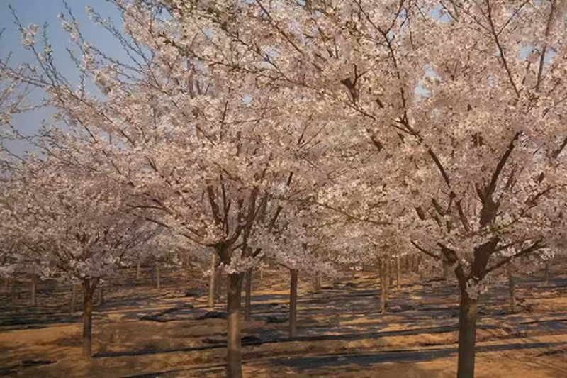 樱花