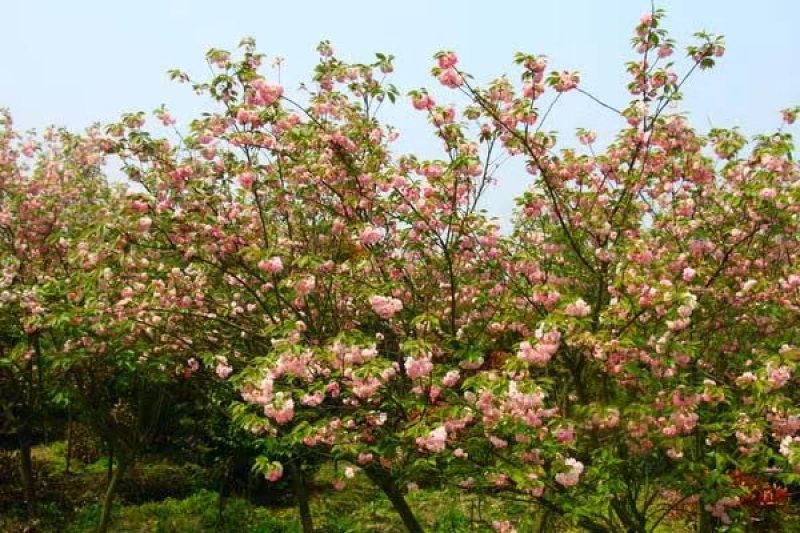 樱花