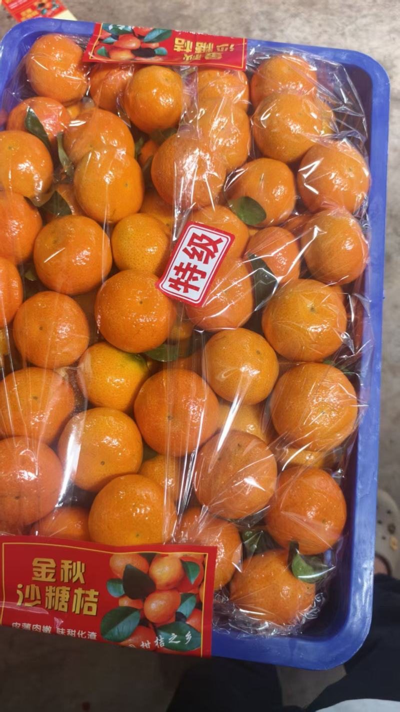 云南金秋沙糖桔，果园直采，以质论价，颜色好，口感细腻一条