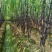 【热卖中】黑皮甘蔗广西水果甘蔗大量上市产地直发量大从优