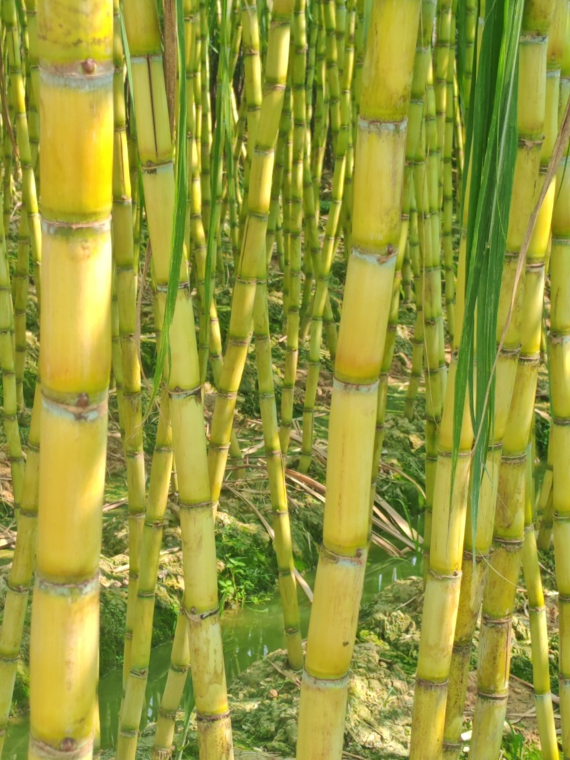 【热卖中】黑皮甘蔗广西水果甘蔗大量上市产地直发量大从优