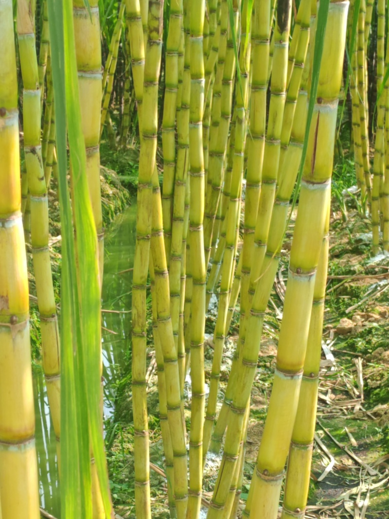 【热卖中】黑皮甘蔗广西水果甘蔗大量上市产地直发量大从优