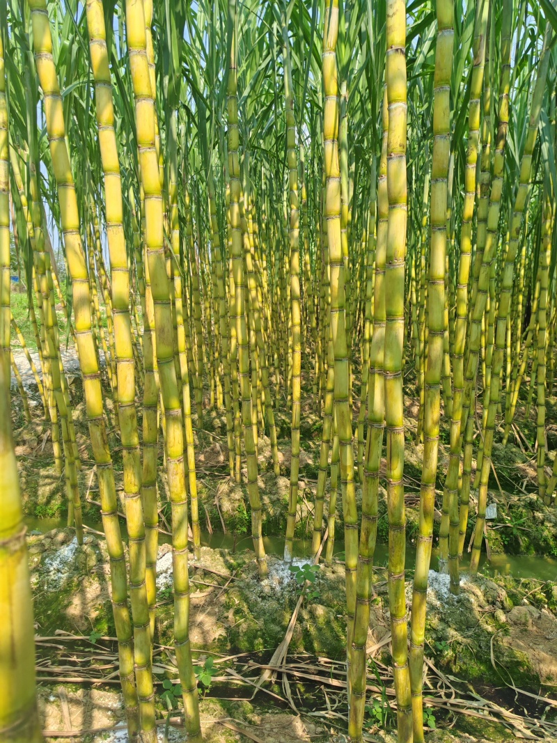 【热卖中】黑皮甘蔗广西水果甘蔗大量上市产地直发量大从优