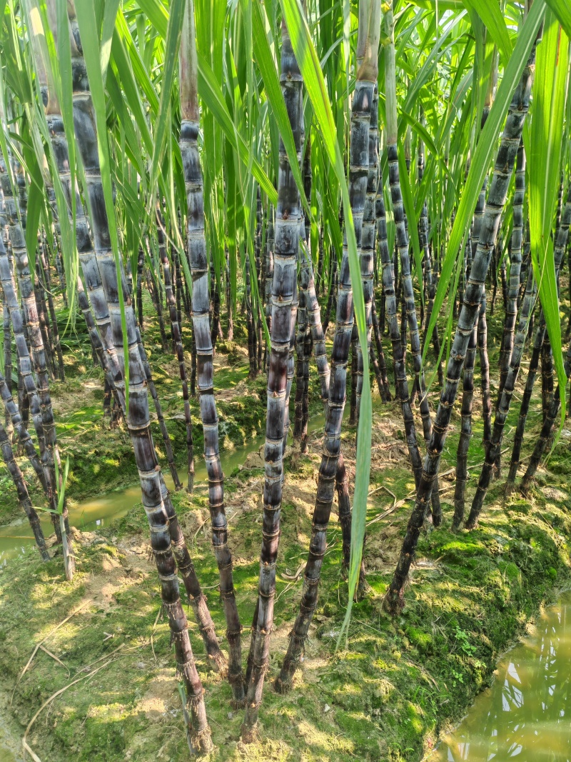 【热卖中】黑皮甘蔗广西水果甘蔗大量上市产地直发量大从优