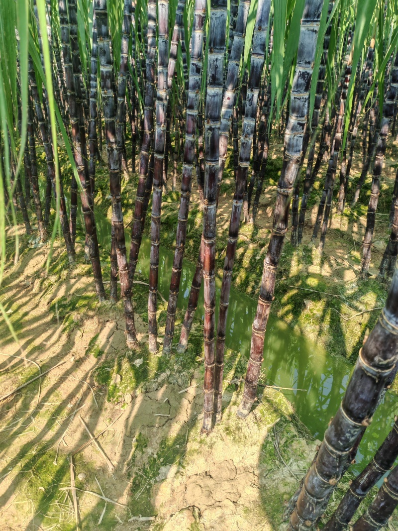 【热卖中】黑皮甘蔗广西水果甘蔗大量上市产地直发量大从优