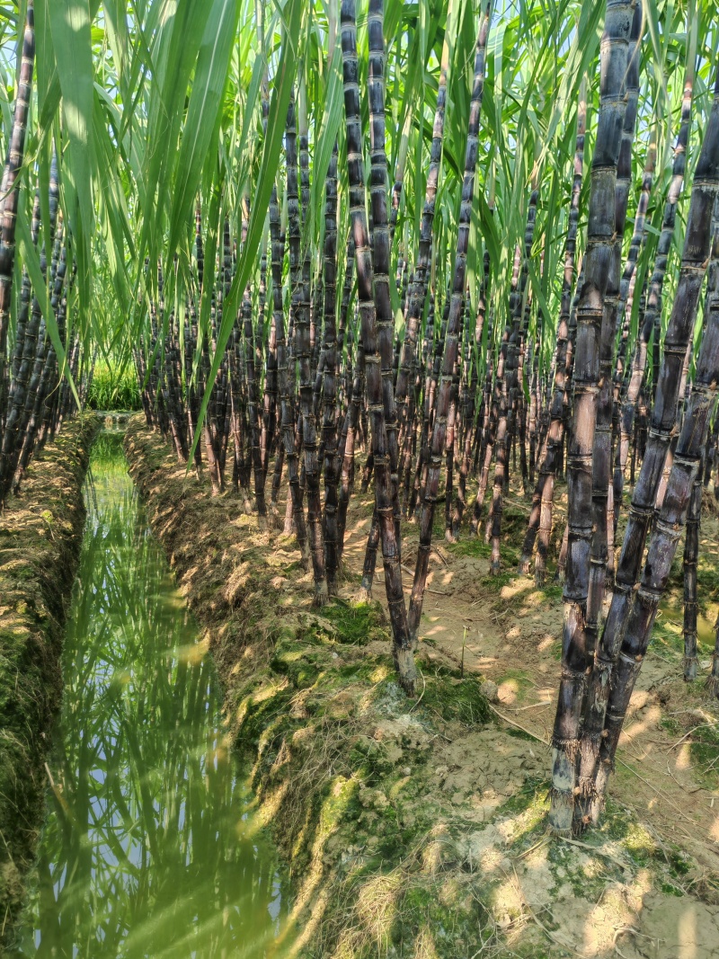 【热卖中】黑皮甘蔗广西水果甘蔗大量上市产地直发量大从优