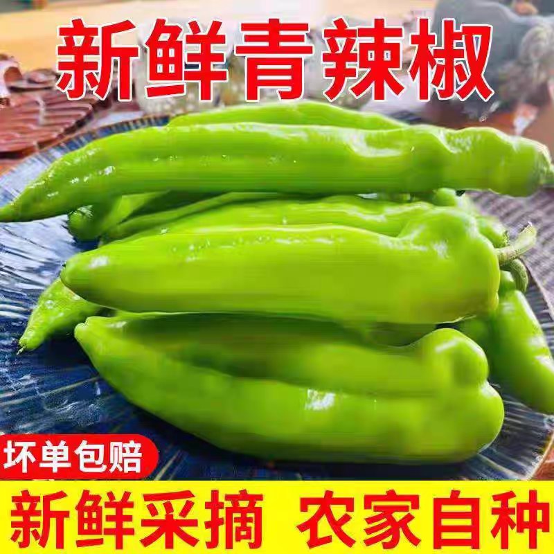《黄皮尖椒》薄皮椒尖椒/聊城辣椒/产地货源/全国供应批发