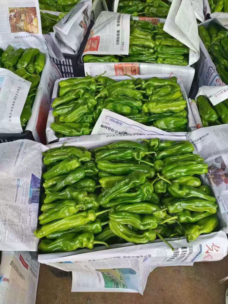 费县果蔬正在大量上市