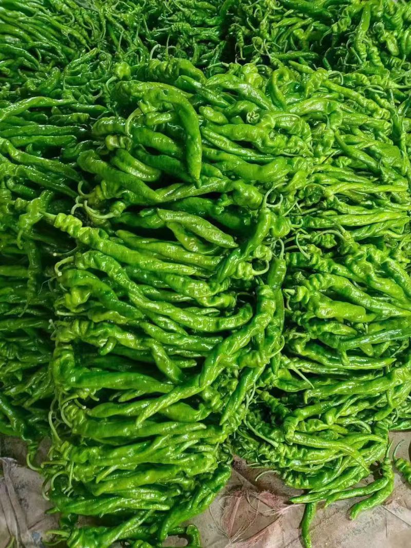 费县果蔬正在大量上市