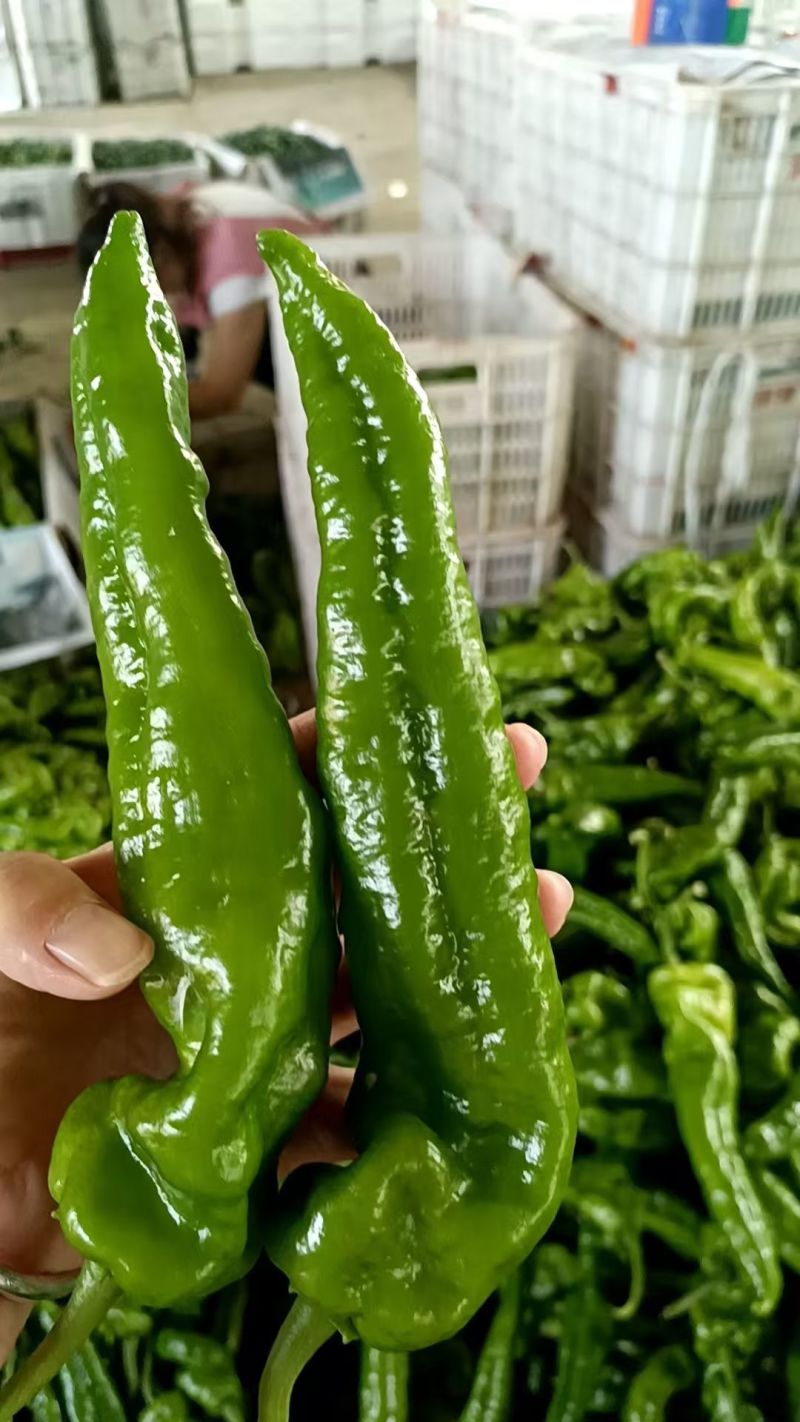 费县果蔬正在大量上市