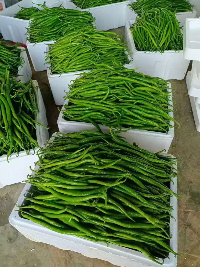 费县果蔬正在大量上市