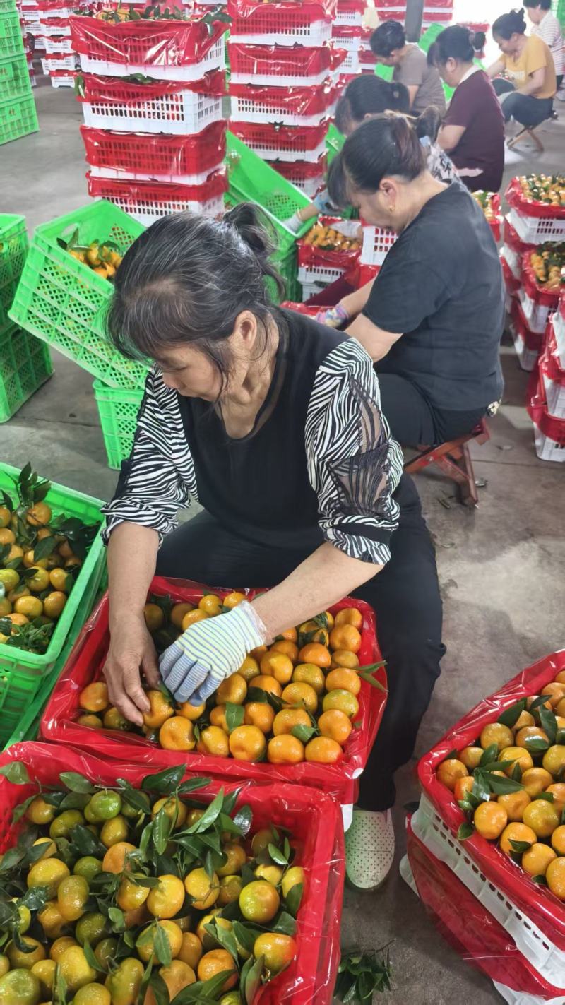 南丰蜜橘产地量大，果园采摘，无中间商赚差价承接外贸，商超