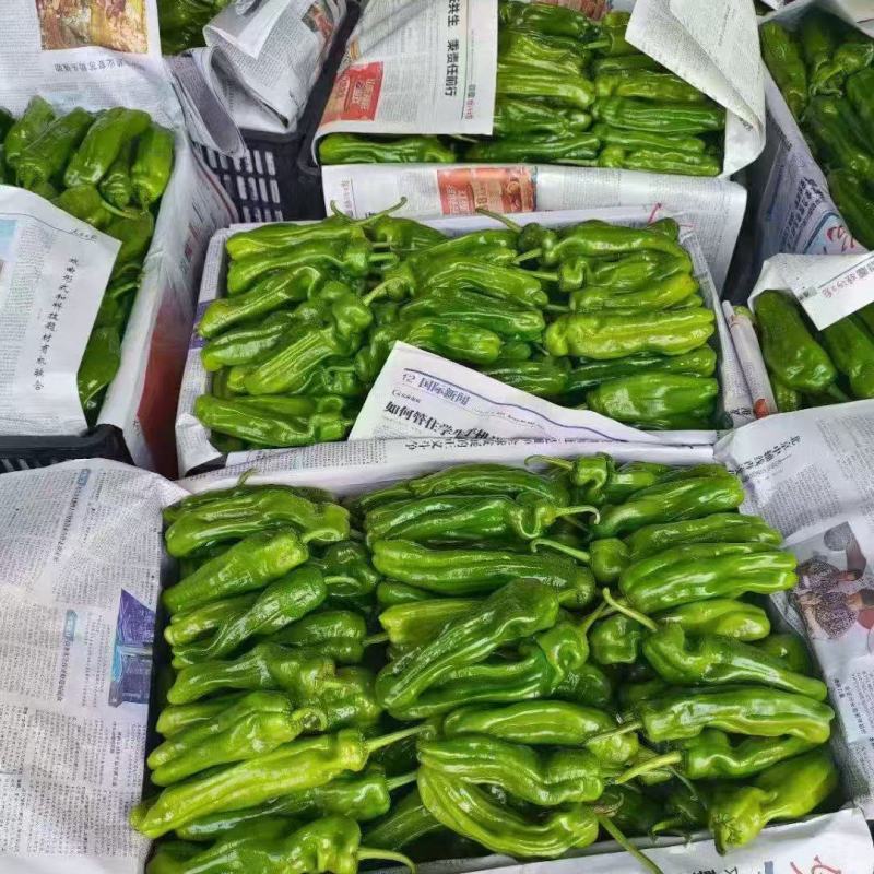 费县果蔬正在大量上市