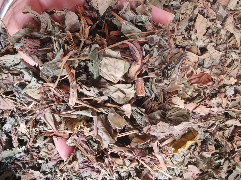 鱼腥草