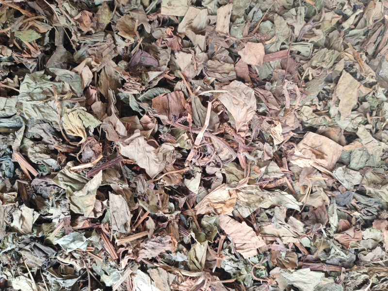 鱼腥草