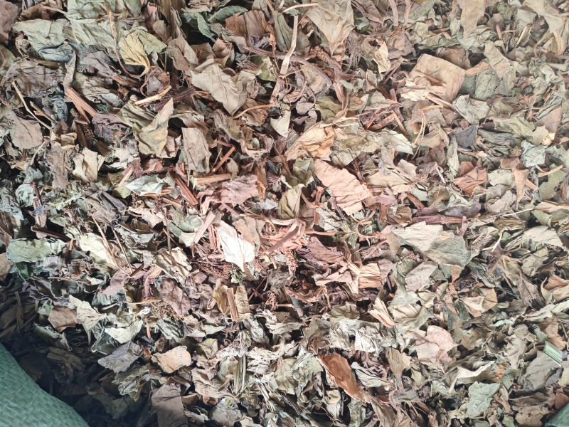 鱼腥草