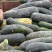 地冬瓜，食堂货