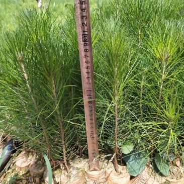 精品湿地松苗木一年生小苗，苗木健康品种纯正，适应性强，