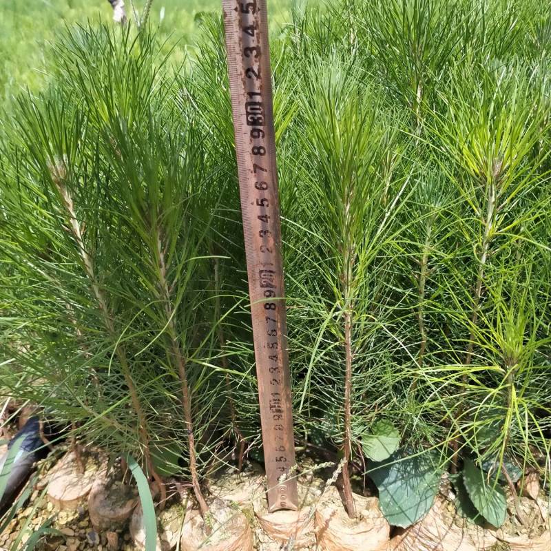 精品湿地松苗木一年生小苗，苗木健康品种纯正，适应性强，